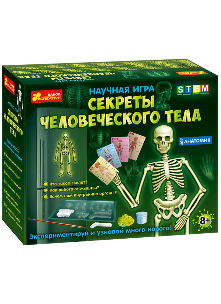 Набор. Анатомия. Скелет человека